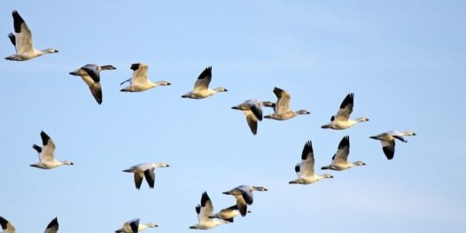 shutterstock_72399934 shutterstock_72399934